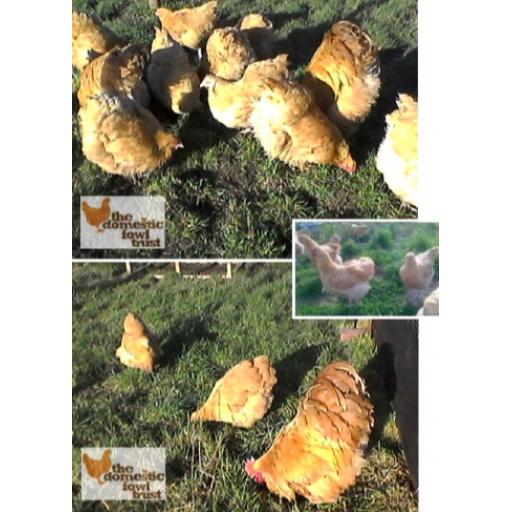 Buff Orpington - hatched 21st March 2022