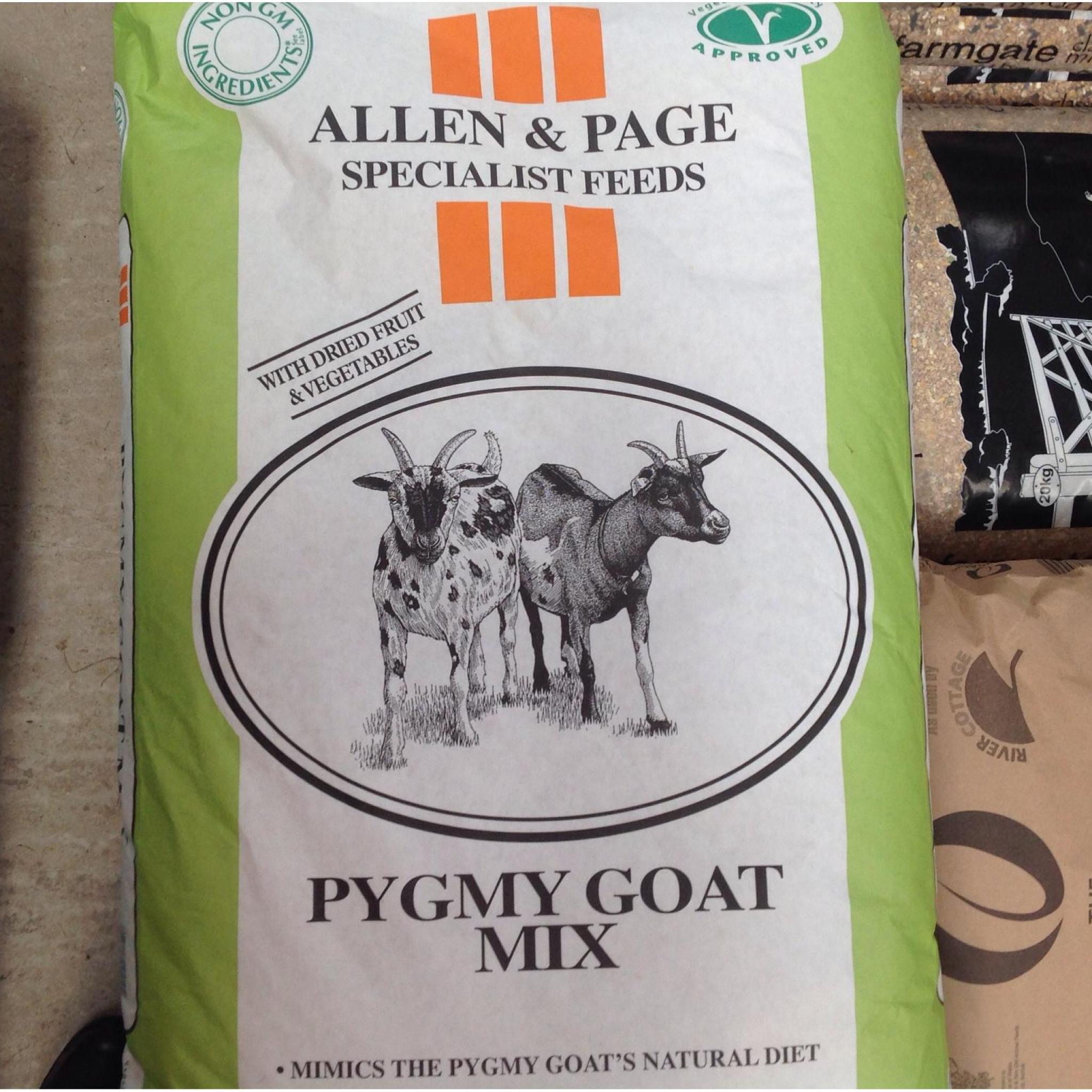 Allen and Page Pygmy Goat Mix