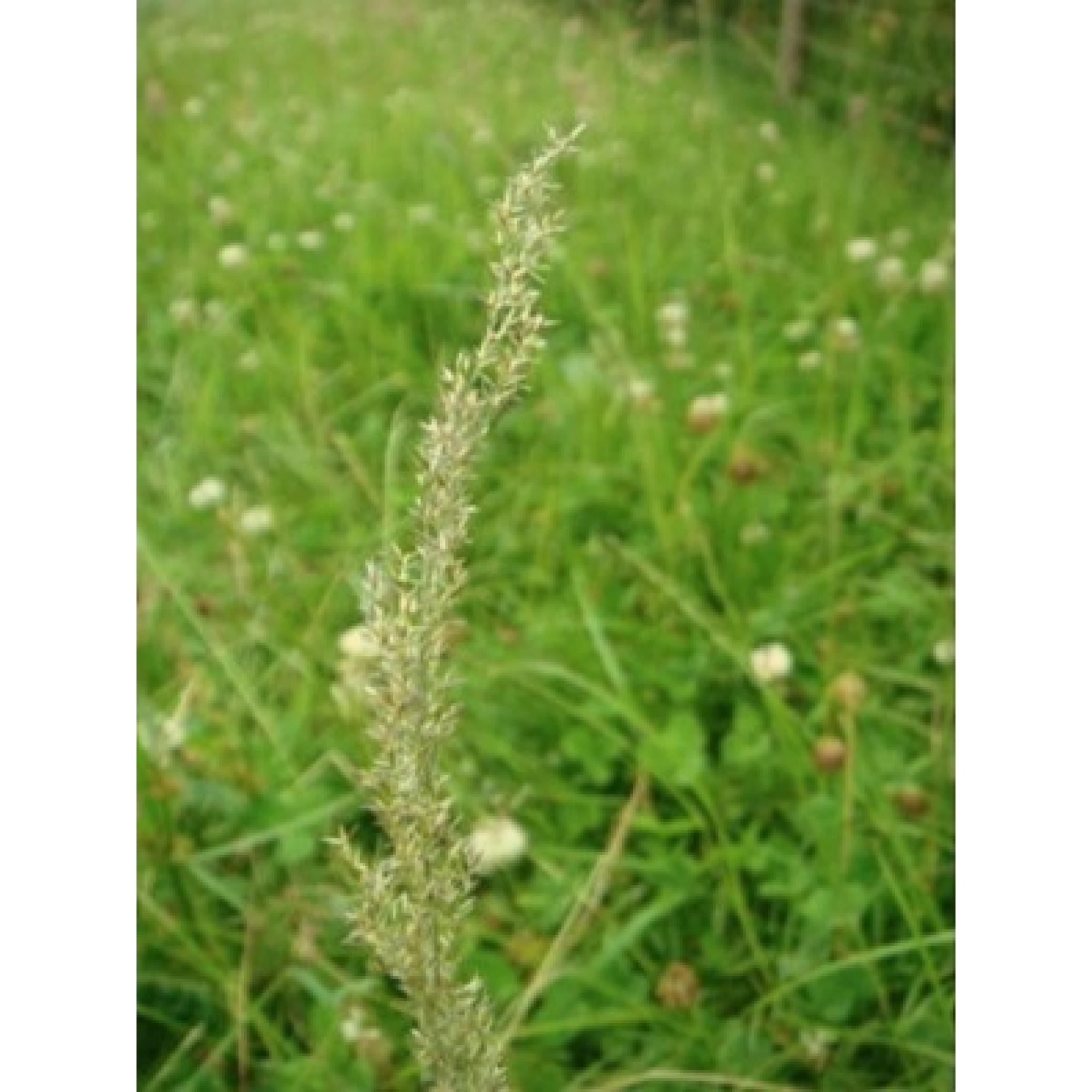 Grass Seed Chicken Run Mix