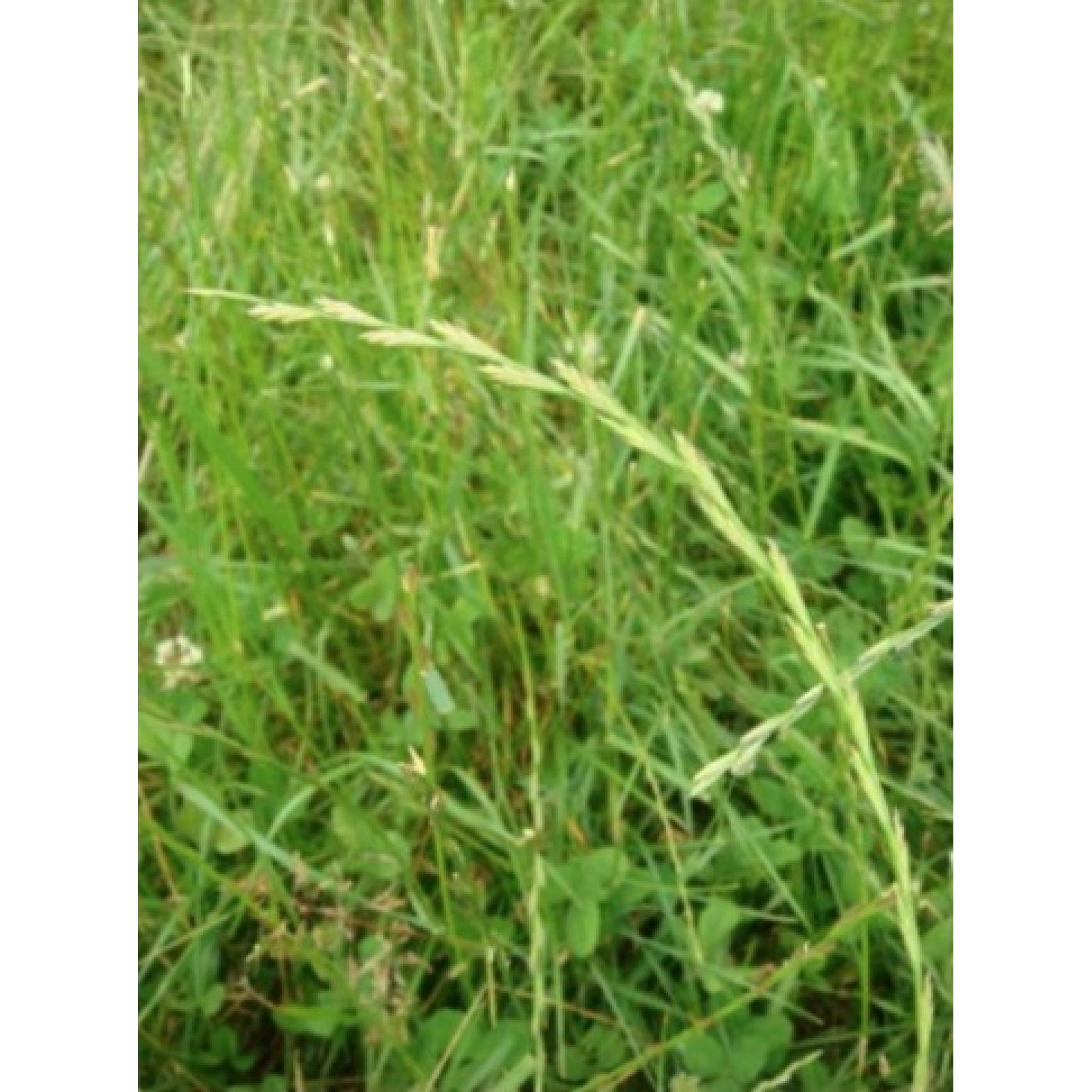 Grass Seed Chicken Run Mix