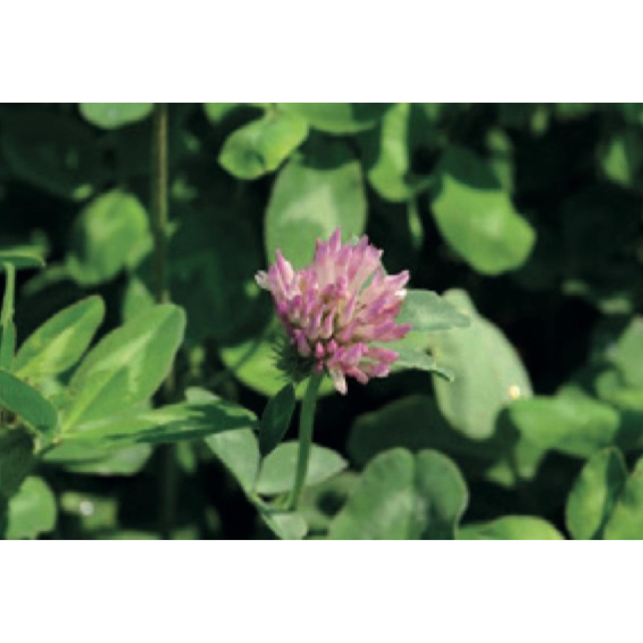 Grass Seed Chicken Run Mix