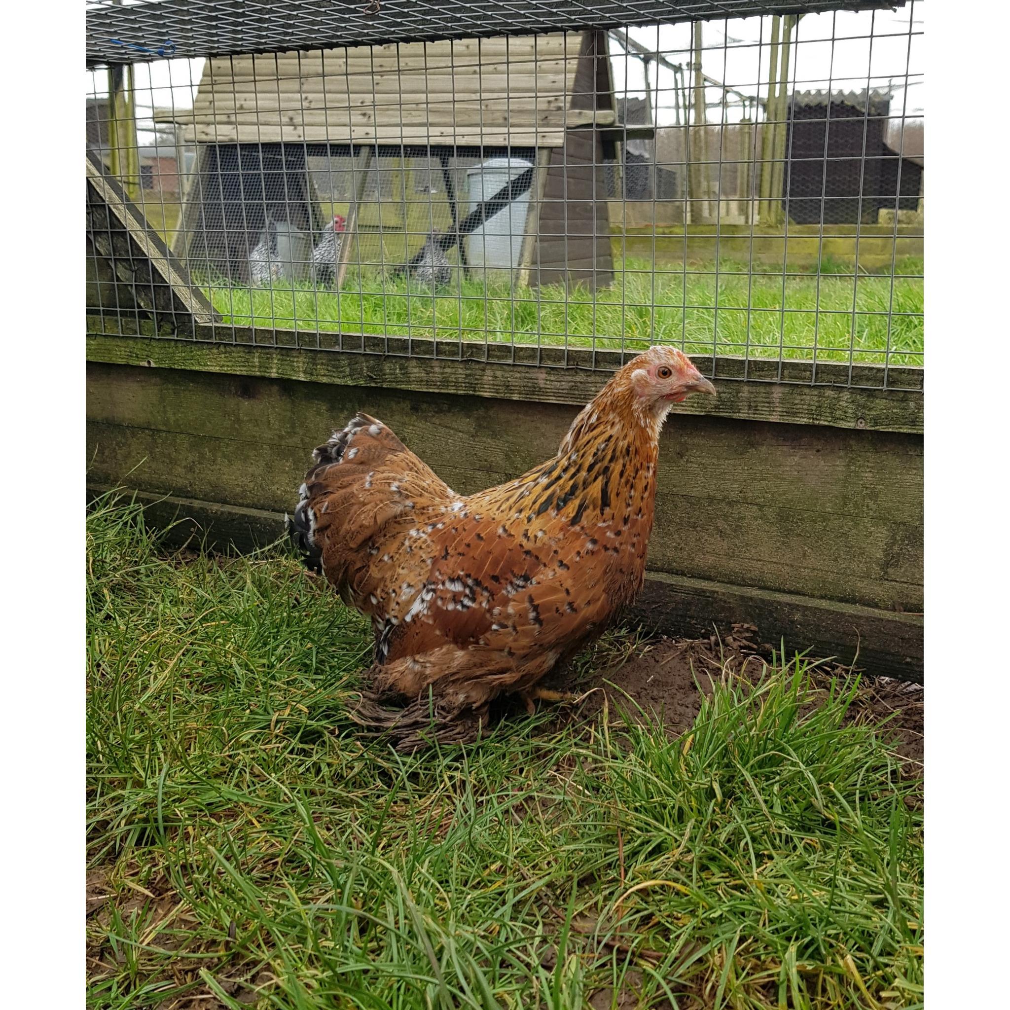 Pekin Bantam (Millefleur)