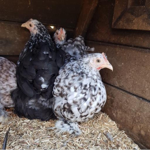Pekin Bantam (various) - point of lay