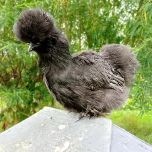 Black Silkie for sale