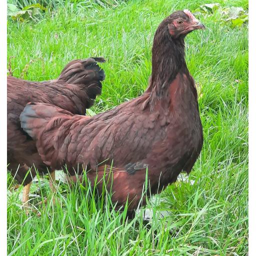 Rhode Island Red - hatched 24th Jan 2022