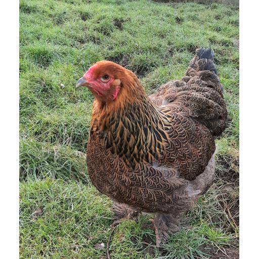 Brahma (Gold pencilled) - hatched 14th Feb 2022