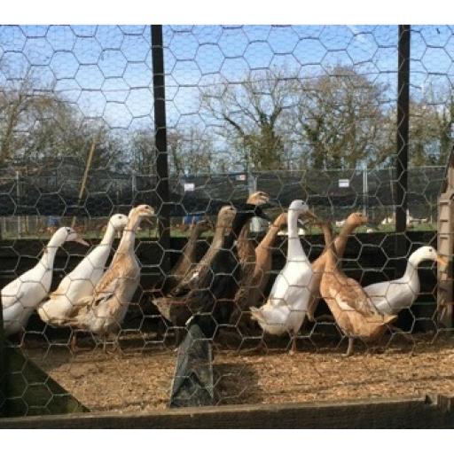 Hatching Eggs - Geese / Ducks