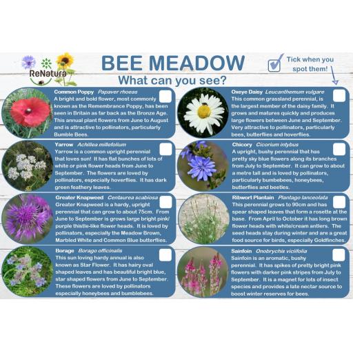Bee Meadoww_2.jpg