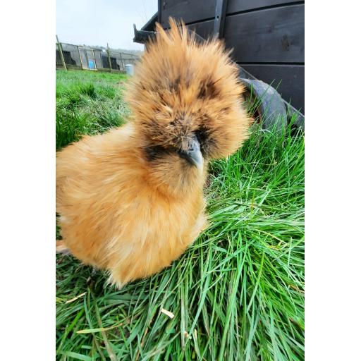Silkie gold.jpg