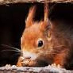 squirrel 2.jpg