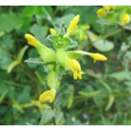 Yellow Rattle Wild Flower Seed
