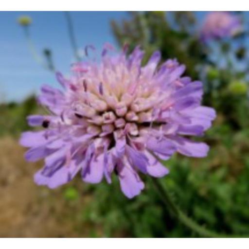 Field Scabious Wild Flower Seed