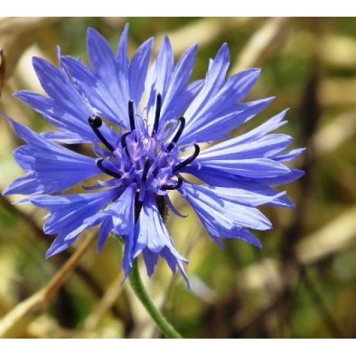 Cornflower Wild Flower Seed