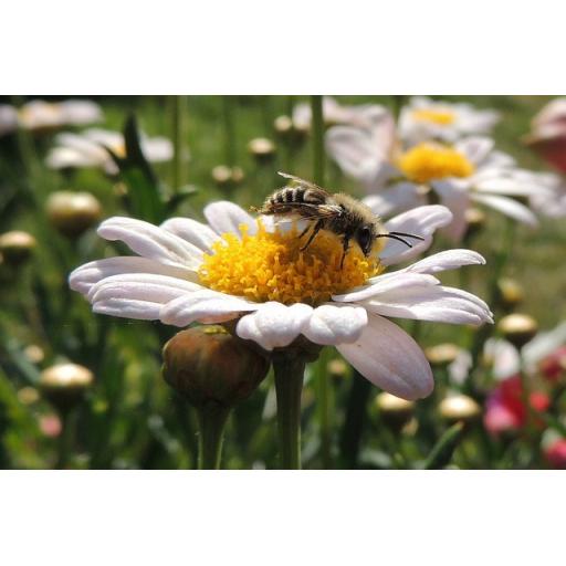 Oxeye Daisy Wild Flower Seed Packet